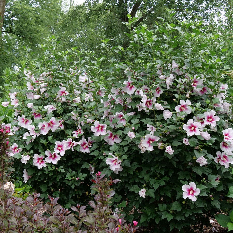 Hibiscus Paraplu Pink Ink® Rose of Sharon