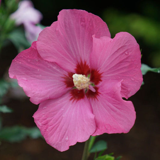 Hibiscus Paraplu Rouge™ Rose of Sharon