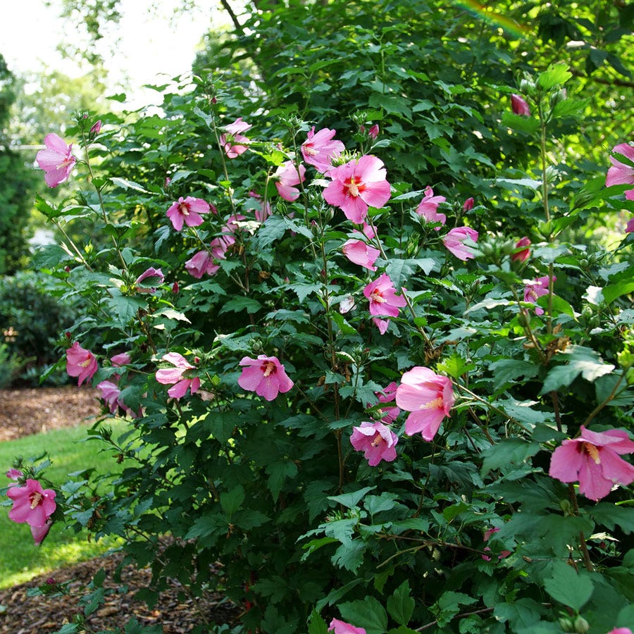 Hibiscus Paraplu Rouge™ Rose of Sharon