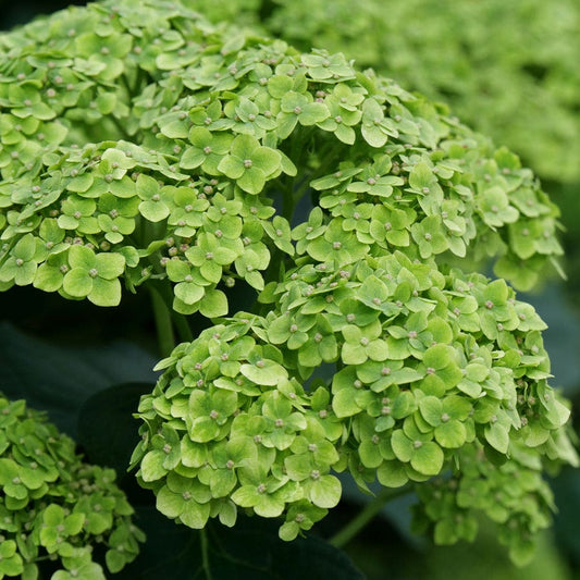 Hydrangea Invincibelle Sublime™ Smooth Hydrangea