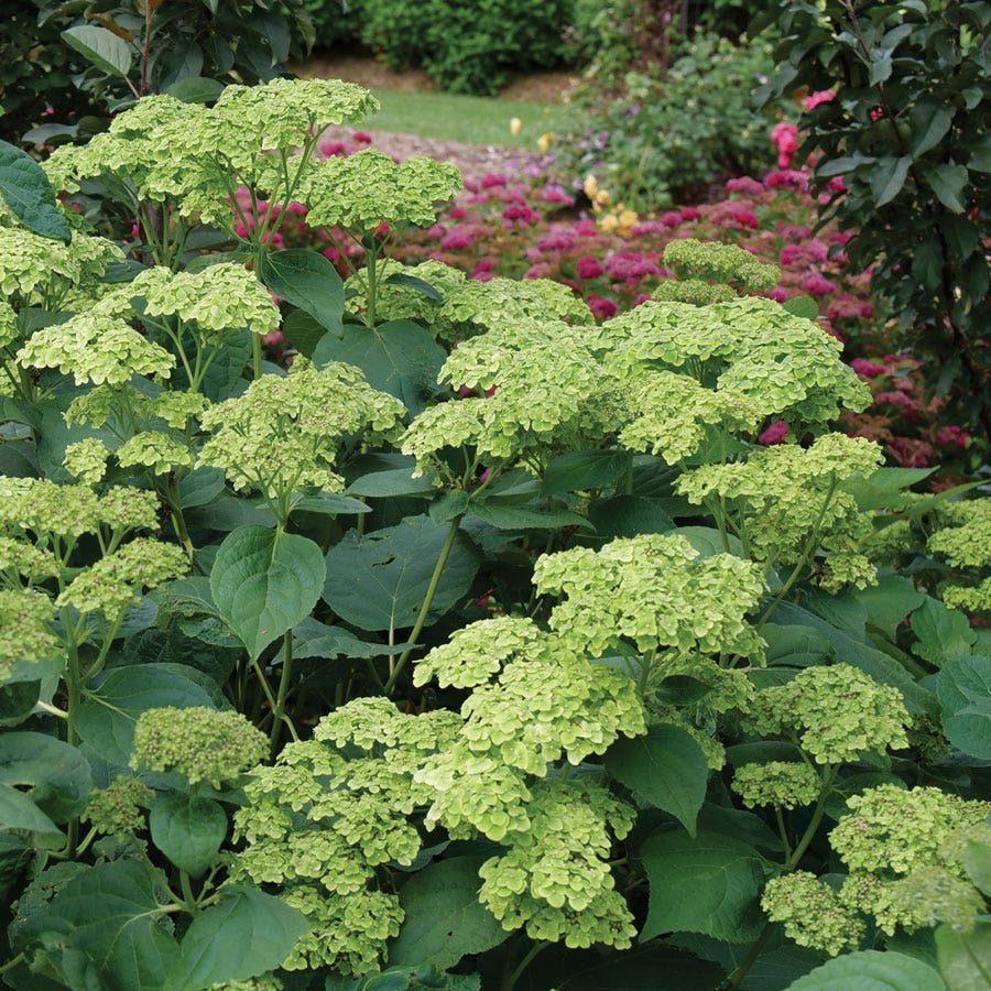 Hydrangea Invincibelle Sublime™ Smooth Hydrangea