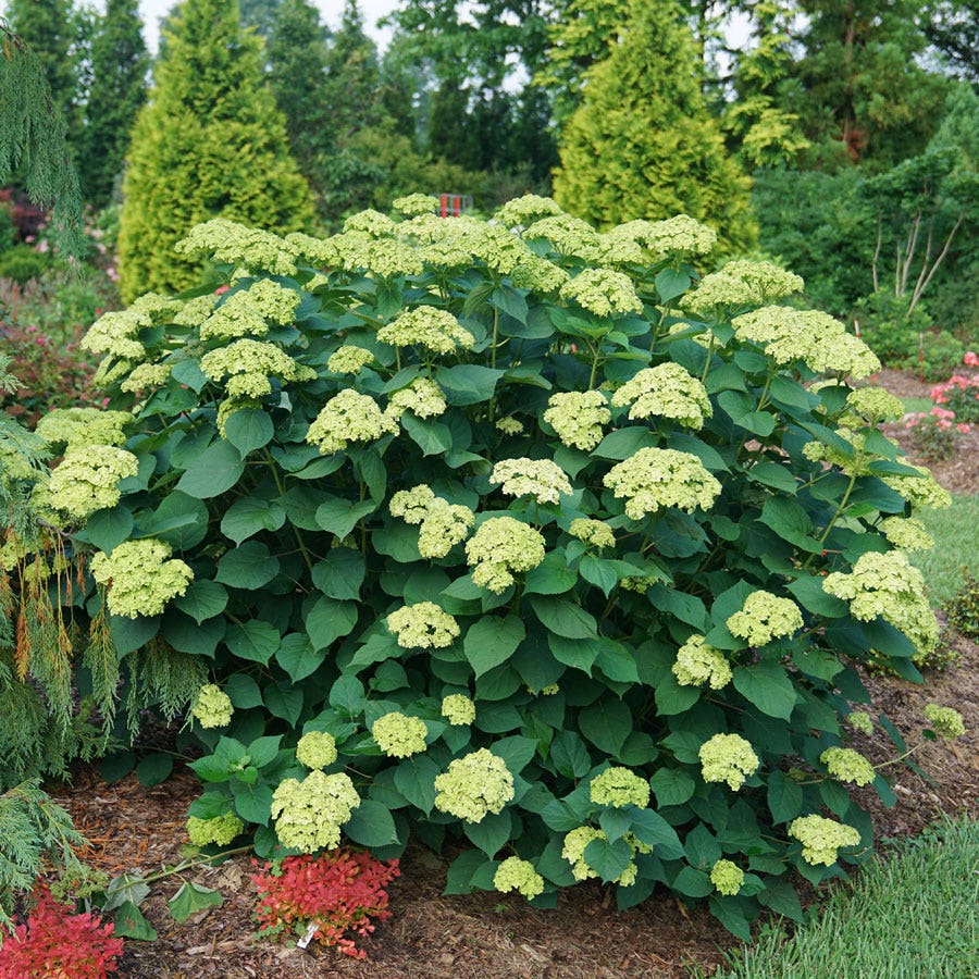 Hydrangea Invincibelle Sublime™ Smooth Hydrangea
