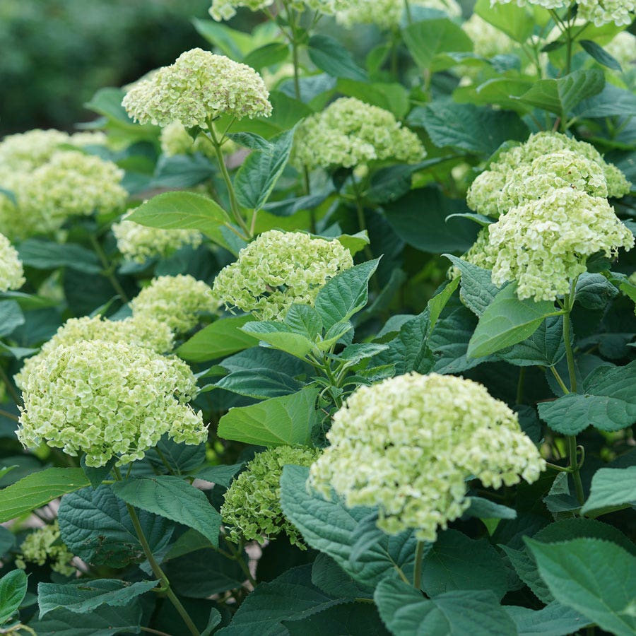 Hydrangea Invincibelle Sublime™ Smooth Hydrangea