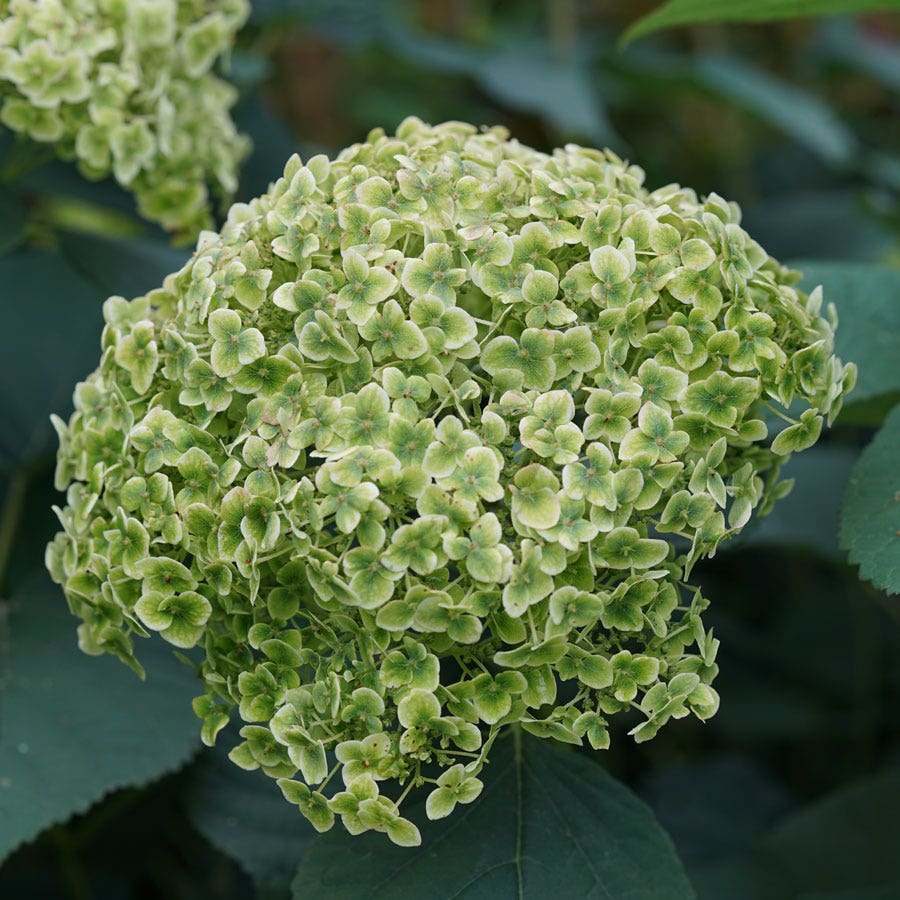 Hydrangea Invincibelle Sublime™ Smooth Hydrangea