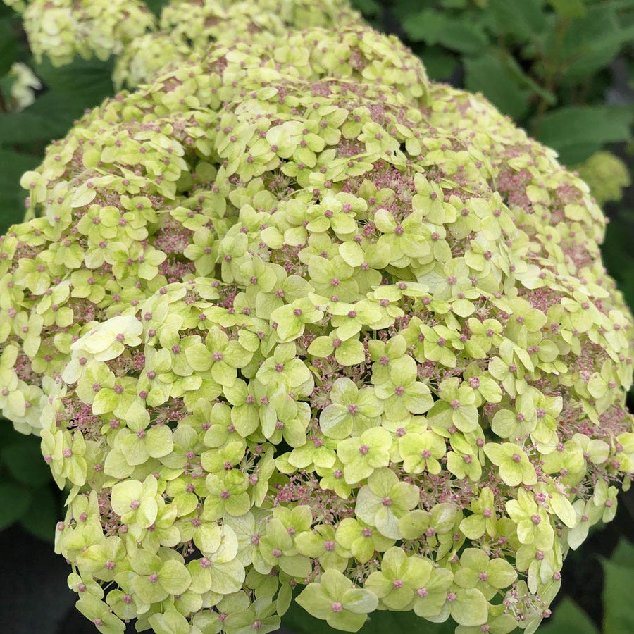 Hydrangea Invincibelle Sublime™ Smooth Hydrangea