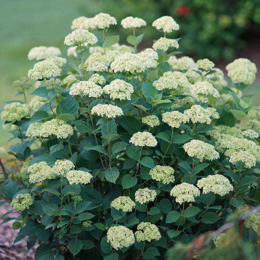 Hydrangea Invincibelle Sublime™ Smooth Hydrangea