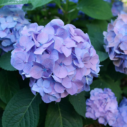 Hydrangea Let's Dance Sky View® Bigleaf Hydrangea
