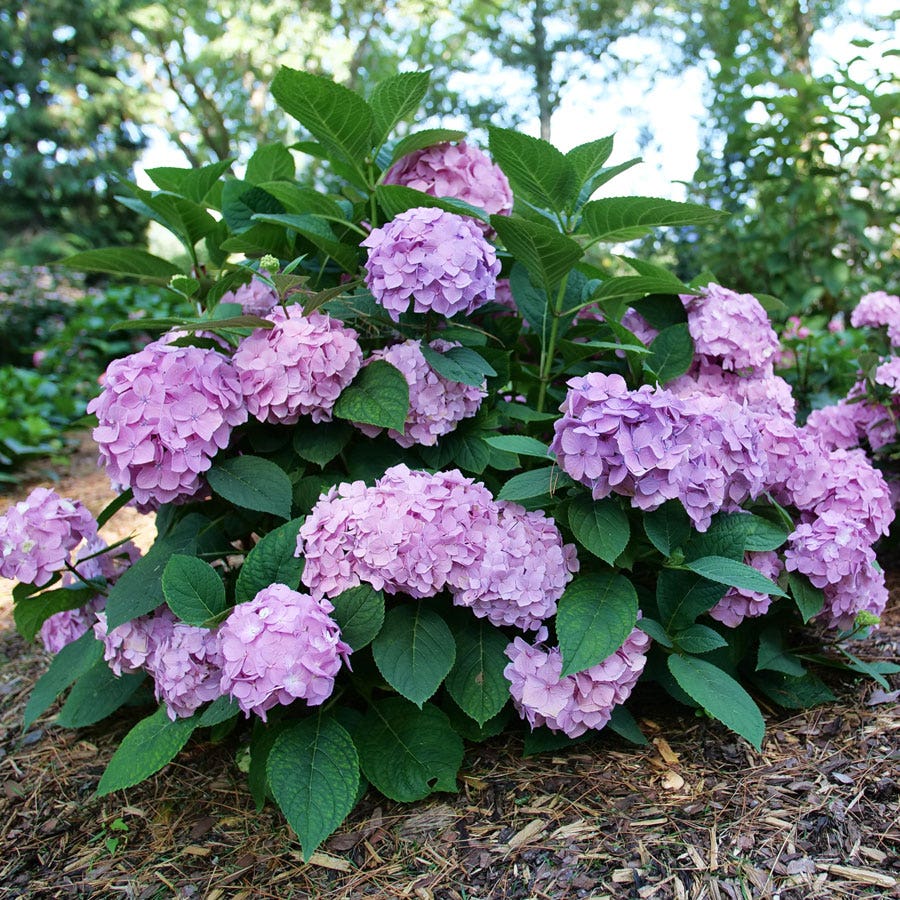 Hydrangea Let's Dance Sky View® Bigleaf Hydrangea