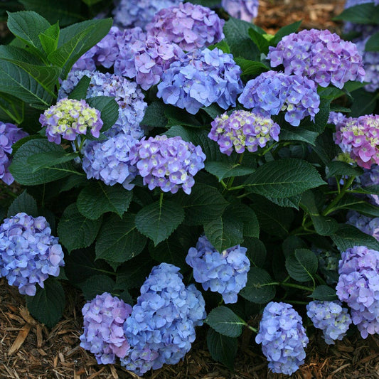 Hydrangea Let's Dance® Blue Jangles® Bigleaf Hydrangea