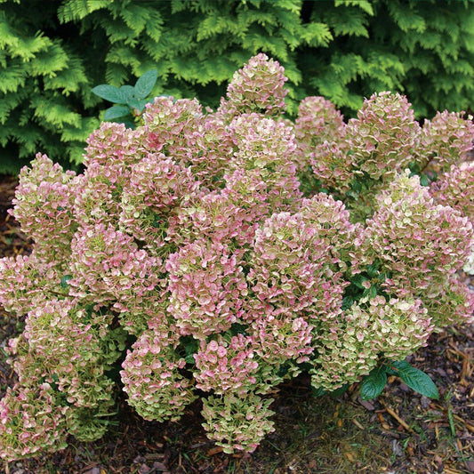 Hydrangea Tiny Quick Fire® Panicle Hydrangea