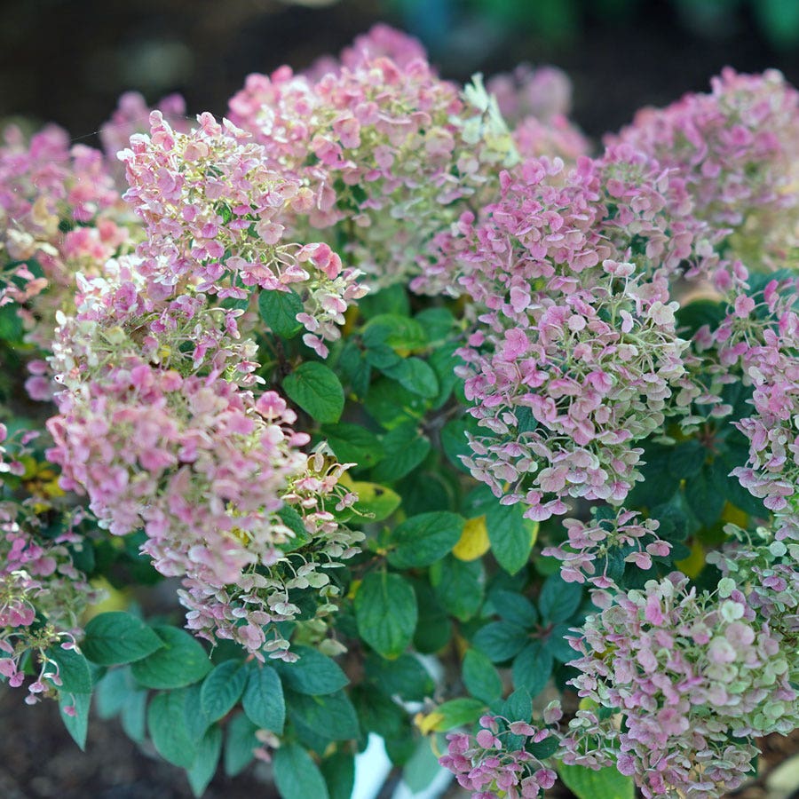 Hydrangea Tiny Quick Fire® Panicle Hydrangea