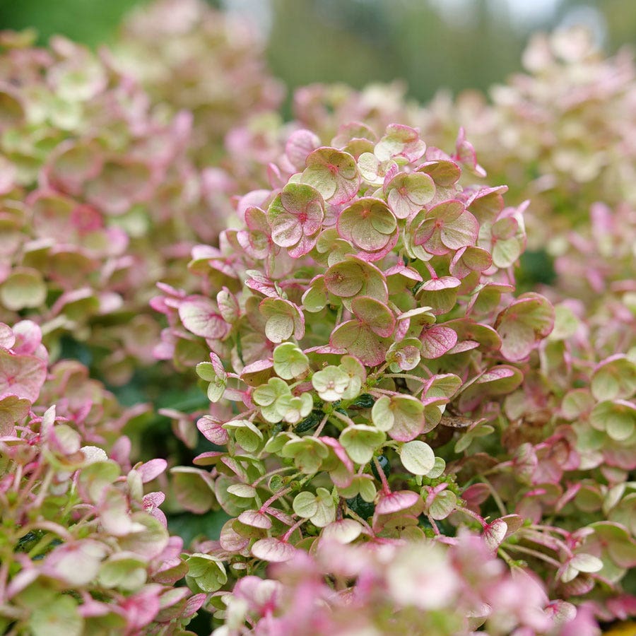 Hydrangea Tiny Quick Fire® Panicle Hydrangea