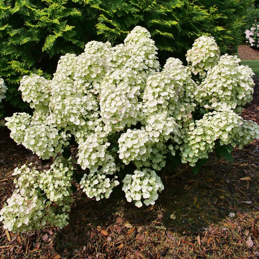 Hydrangea Tiny Quick Fire® Panicle Hydrangea
