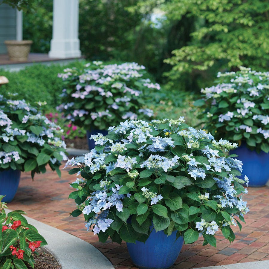 Hydrangea Tuff Stuff Ah-Ha® Mountain Hydrangea
