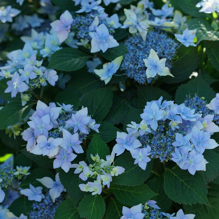 Hydrangea Tuff Stuff Ah-Ha® Mountain Hydrangea