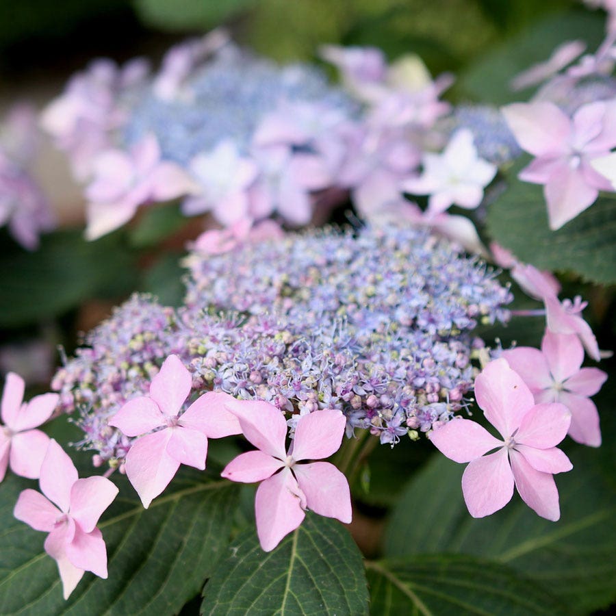 Hydrangea Tuff Stuff Ah-Ha® Mountain Hydrangea