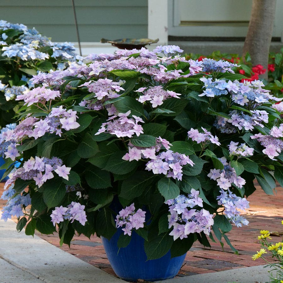 Hydrangea Tuff Stuff Ah-Ha® Mountain Hydrangea