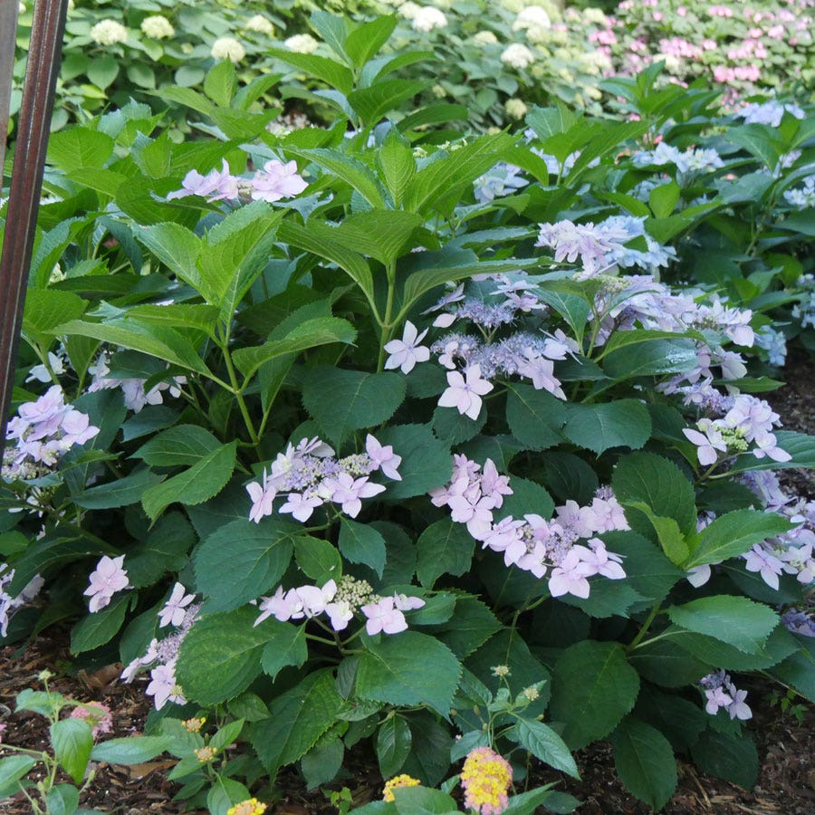 Hydrangea Tuff Stuff Ah-Ha® Mountain Hydrangea