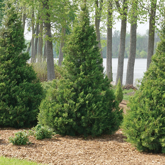 Juniperus Gin Fizz® Juniper