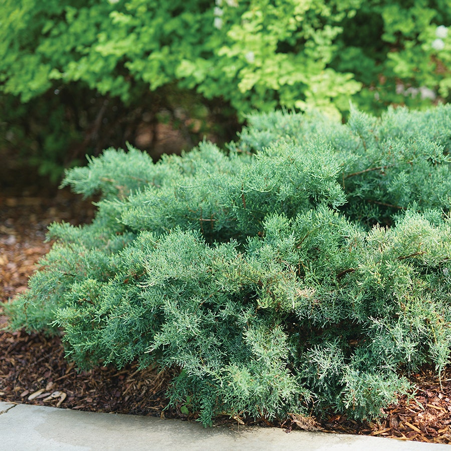 Juniperus Montana Moss® Juniper