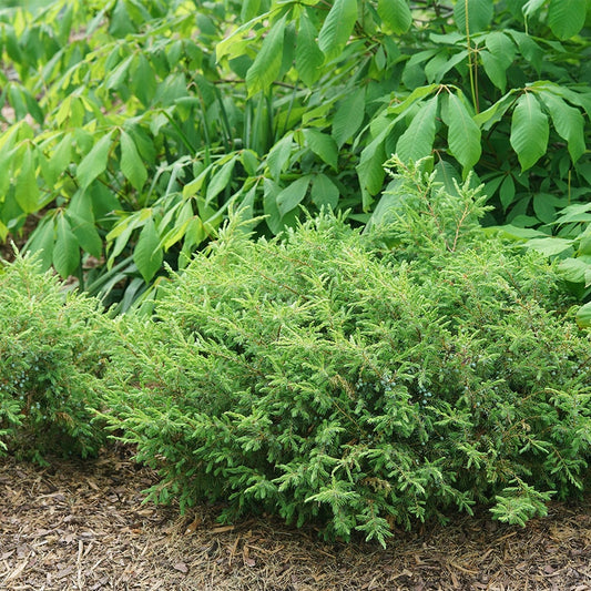Juniperus Tortuga® Juniper