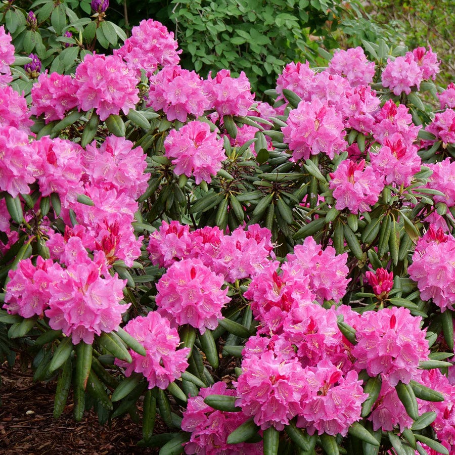 Rhododendron Dandy Man® Pink