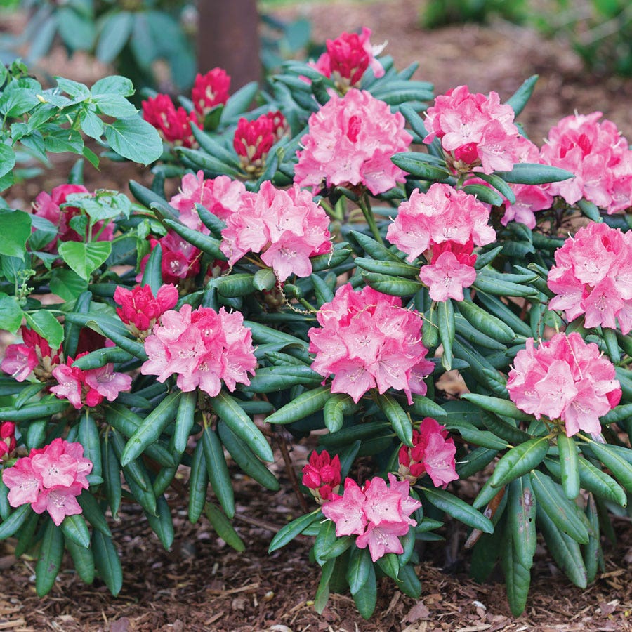 Rhododendron Dandy Man® Pink