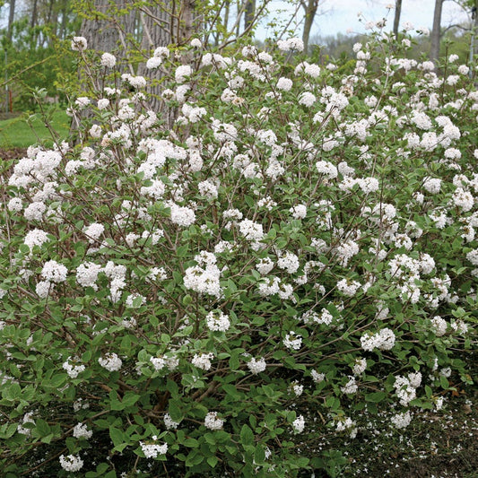 Viburnum Spice Baby™