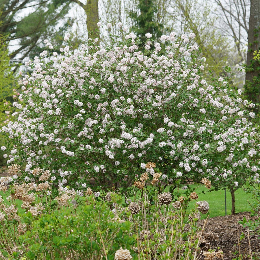 Viburnum Spice Girl® Snowball Bush