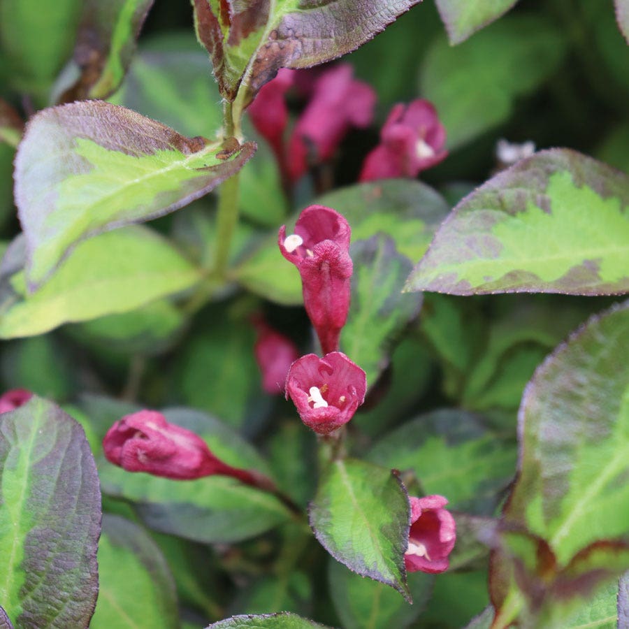 Weigela Vinho Verde™