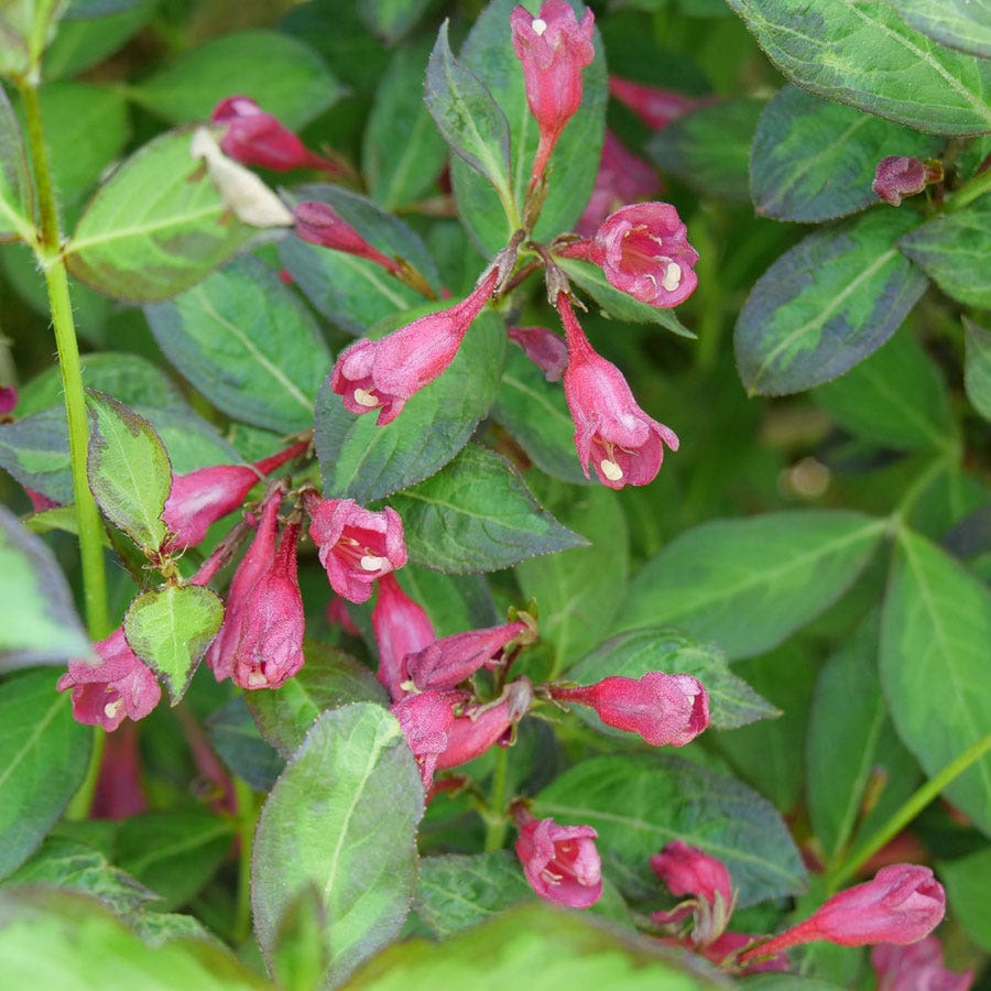 Weigela Vinho Verde™