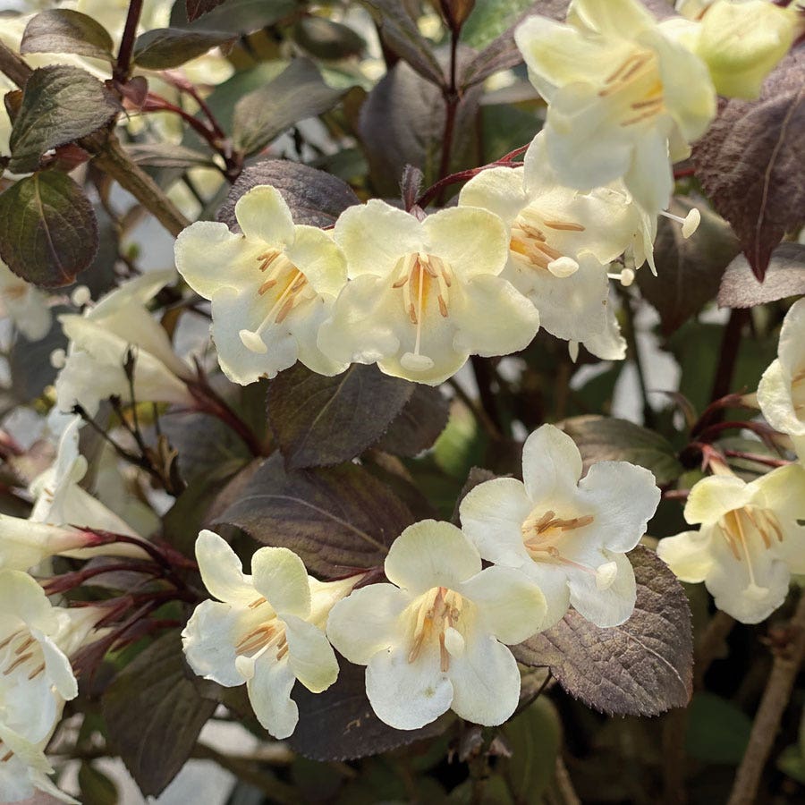 Weigela Wine & Spirits®