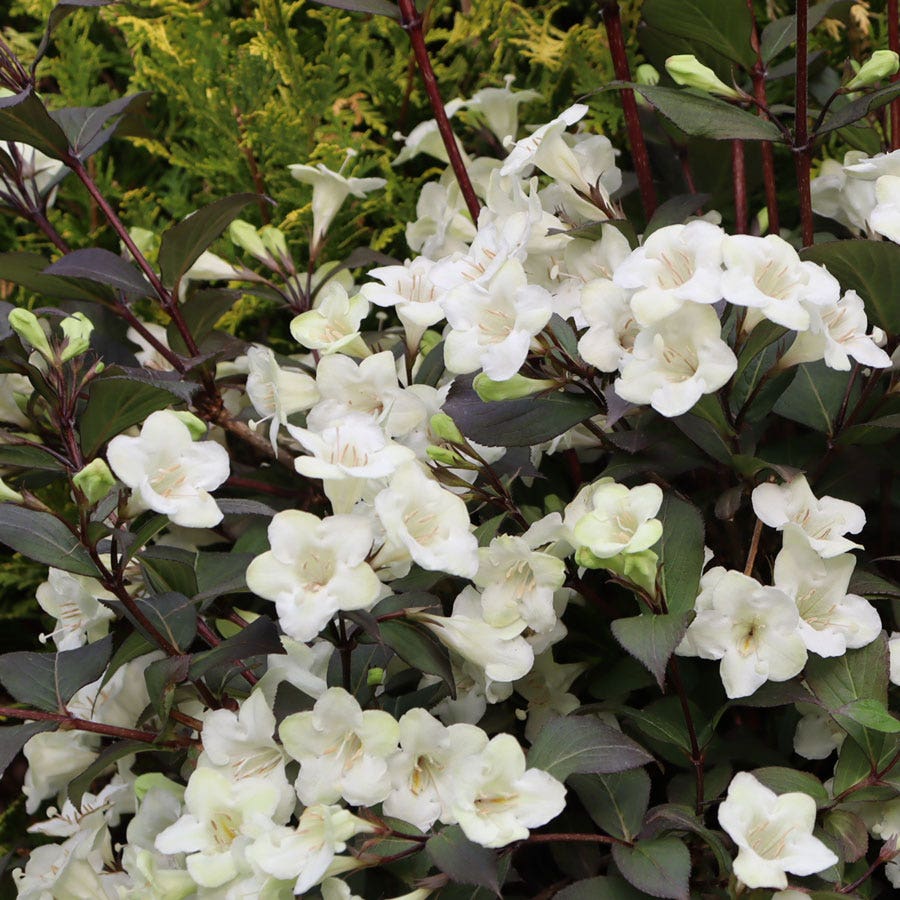 Weigela Wine & Spirits®
