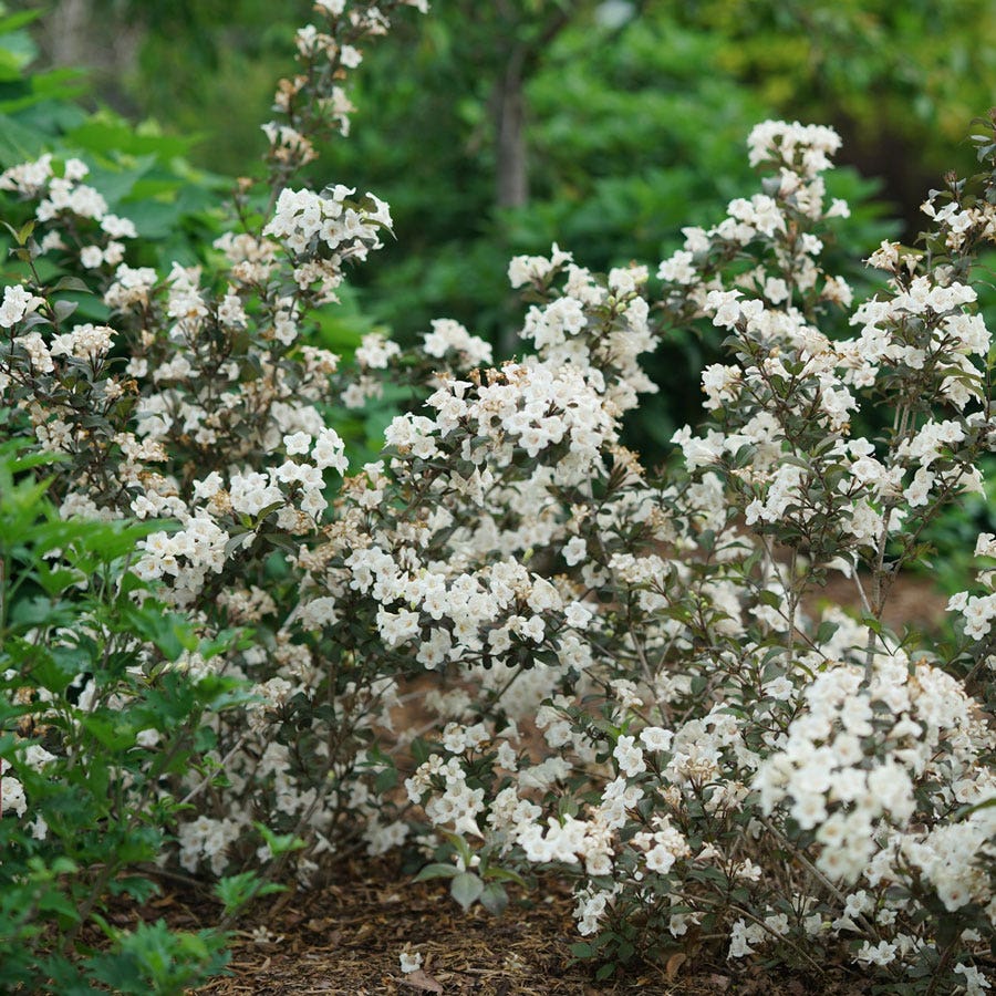 Weigela Wine & Spirits®