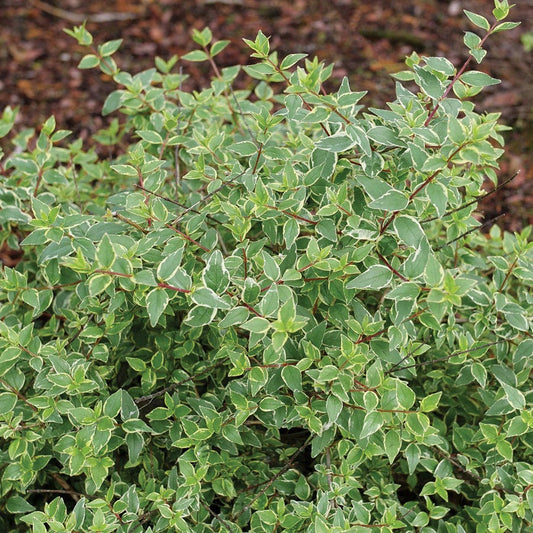 Abelia Mucho Gusto™