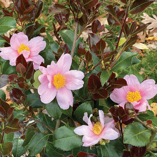 Camellia Just Chill Red Tip™