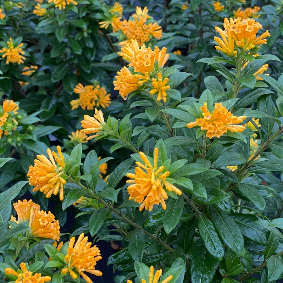 Cestrum Juiced™ Orange Jessamine