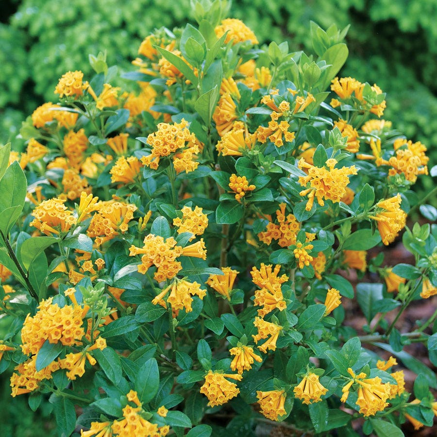 Cestrum Juiced™ Orange Jessamine