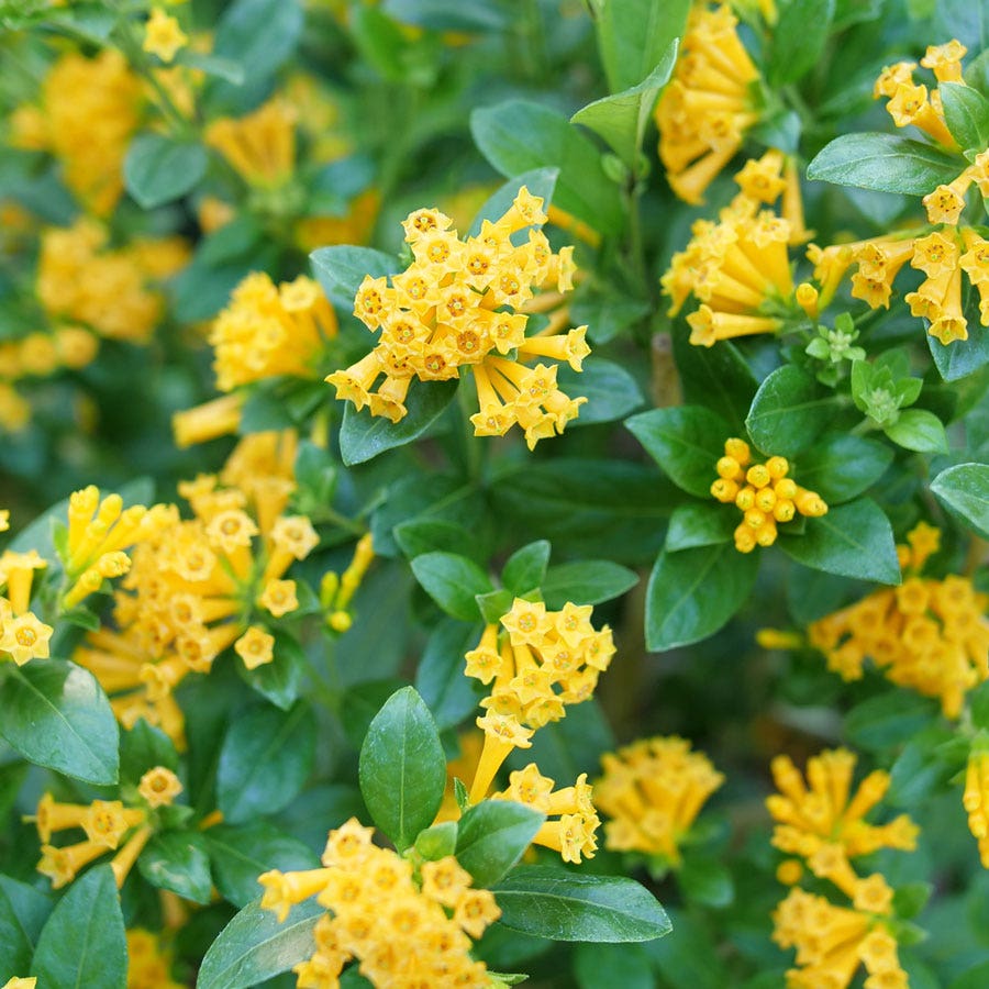 Cestrum Juiced™ Orange Jessamine