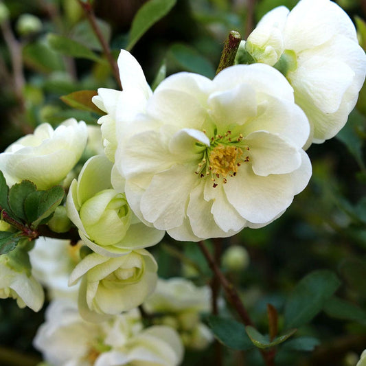 Chaenomeles Double Take Eternal White™ Quince