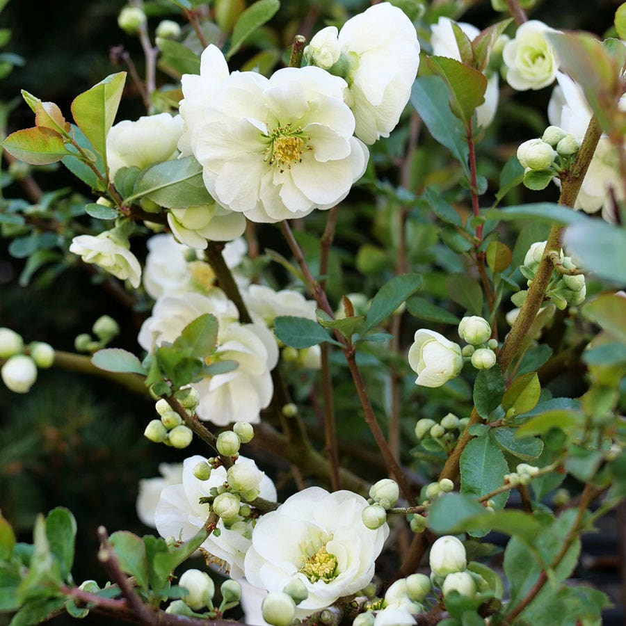 Chaenomeles Double Take Eternal White™ Quince