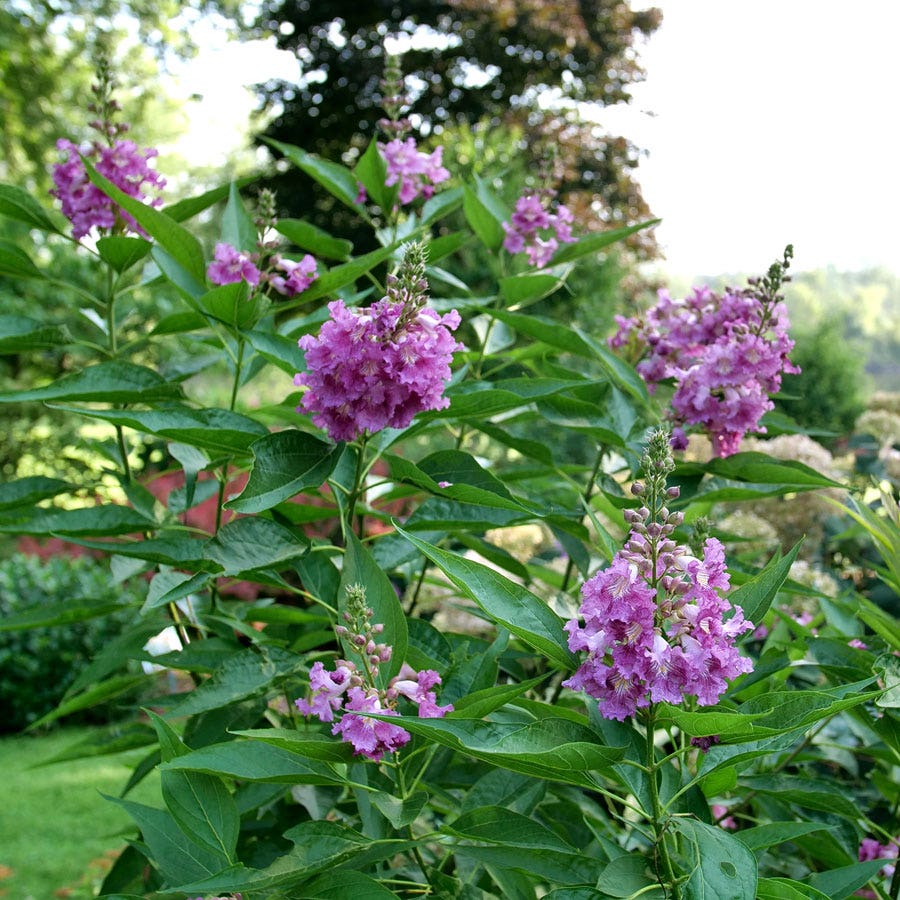 Chitalpa El Niño™ Desert Orchid