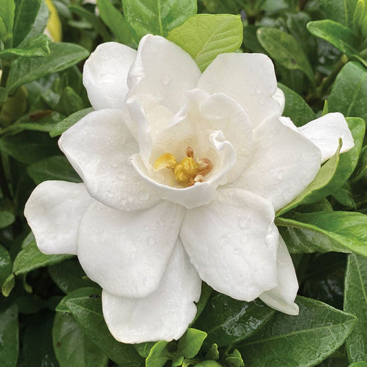 Gardenia Pillow Talk®