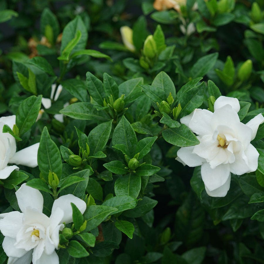 Gardenia Pillow Talk®