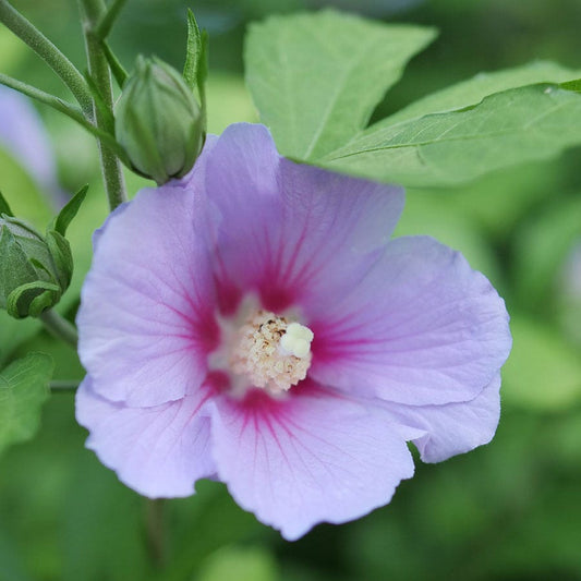 Hibiscus Paraplu Adorned™ Rose of Sharon