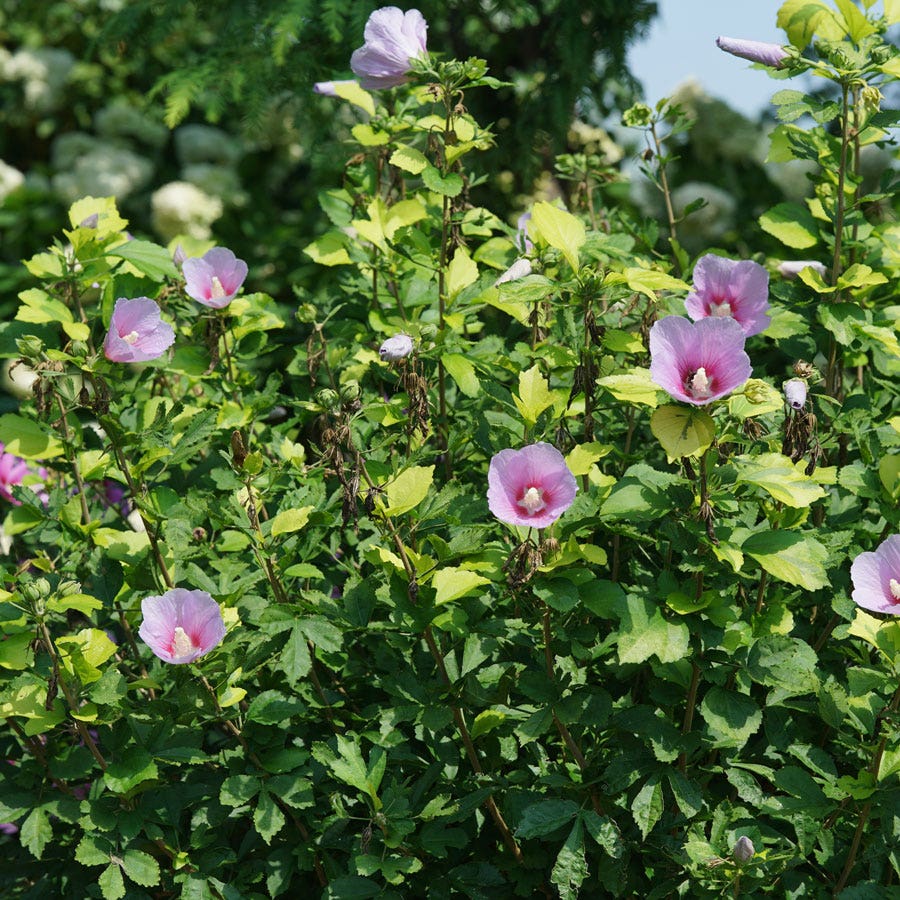 Hibiscus Paraplu Adorned™ Rose of Sharon