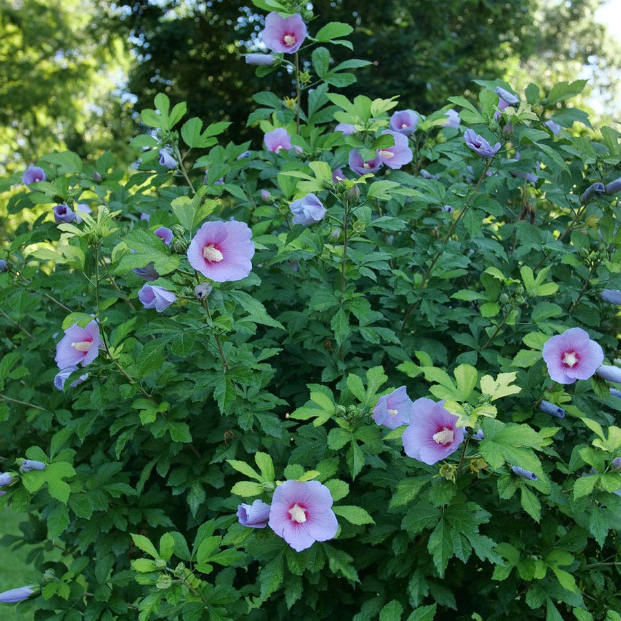 Hibiscus Paraplu Adorned™ Rose of Sharon