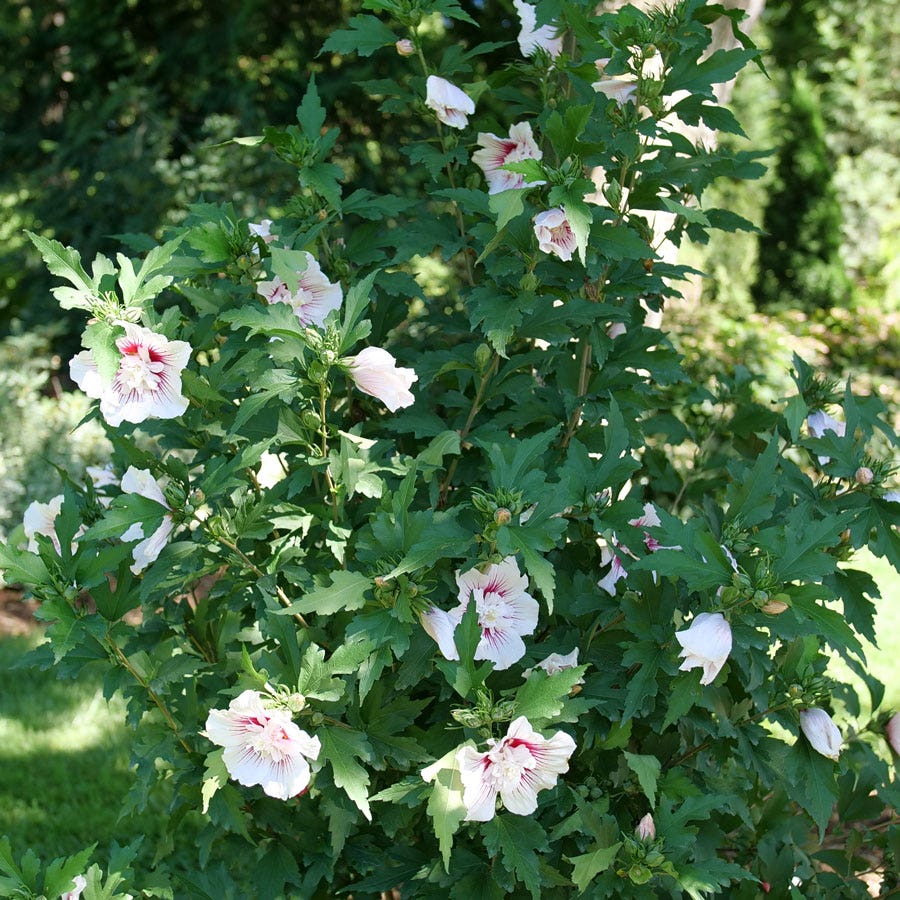 Hibiscus Starblast Chiffon™ Rose of Sharon