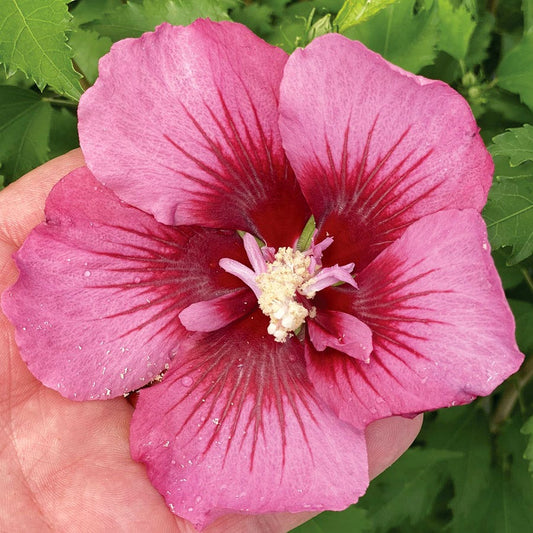 Hibiscus Red Pillar™ Rose of Sharon