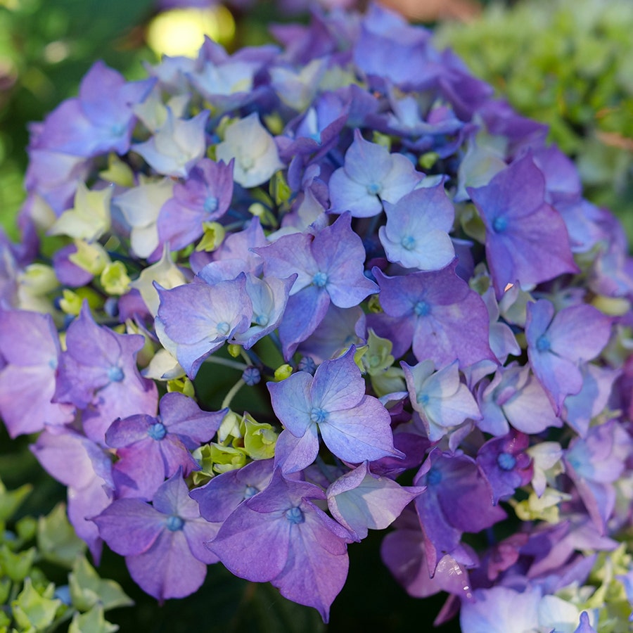 Hydrangea Let's Dance Lovable™ Bigleaf Hydrangea